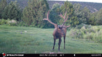 Load image into Gallery viewer, Elk Trailcam Day
