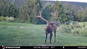 Elk Trailcam Day