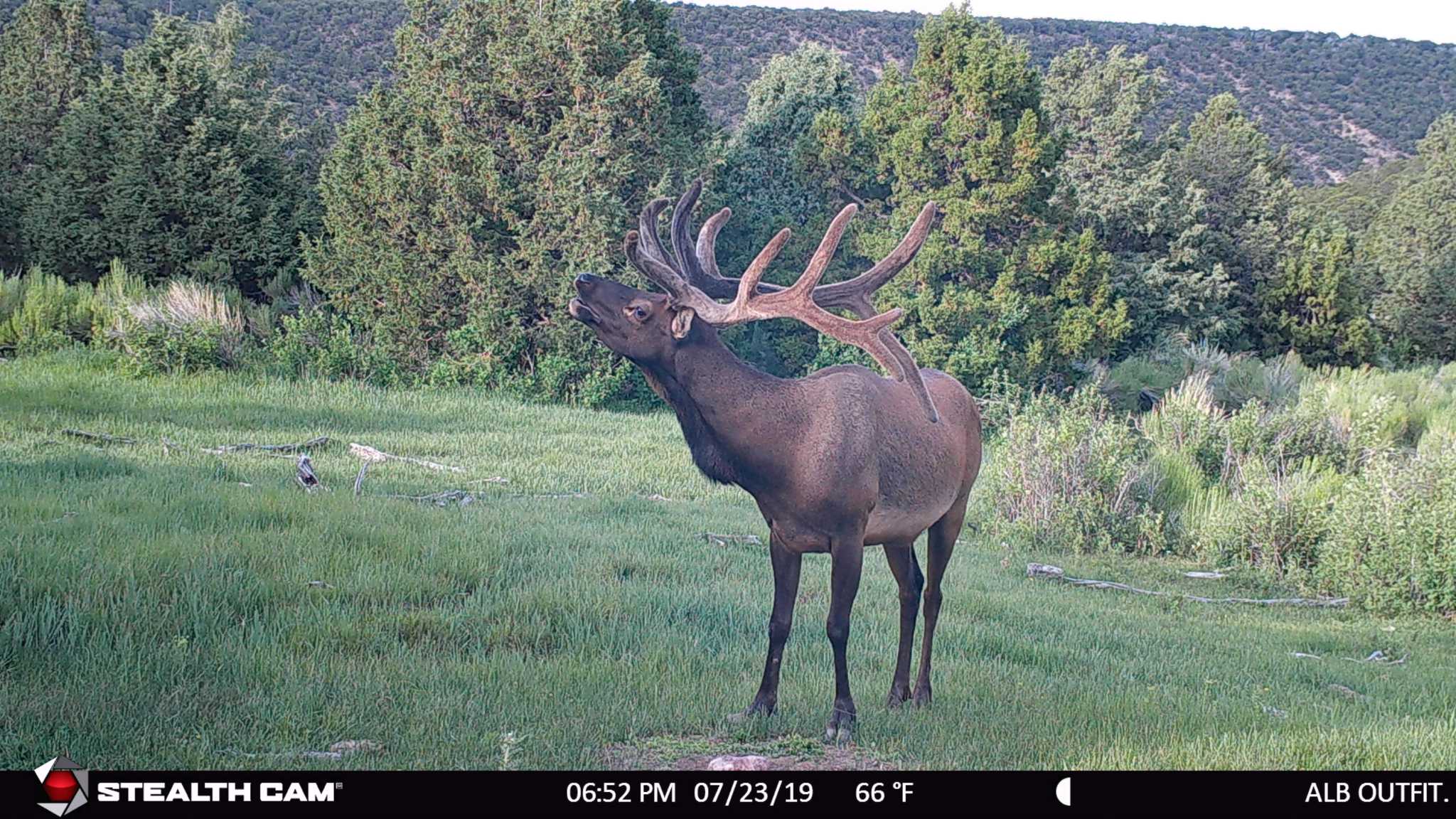 Elk Trailcam Day