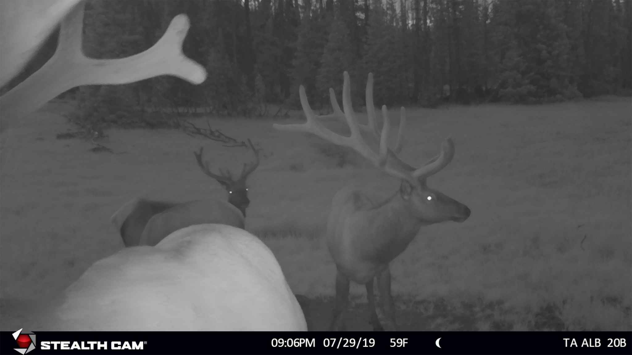 Multiple Elk Trailcam