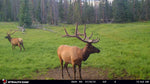 Load image into Gallery viewer, Multiple Elk Trailcam
