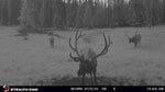 Load image into Gallery viewer, Multiple Elk Trailcam
