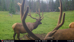 Multiple Elk Trailcam