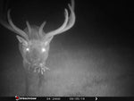 Load image into Gallery viewer, Elk Trailcam Night
