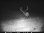 Load image into Gallery viewer, Elk Trailcam Night
